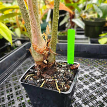 Load image into Gallery viewer, Alocasia Longiloba, Lowii, Argyreia, Exact Plant Large
