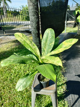 Load image into Gallery viewer, Dieffenbachia big ben, Exact Plant Ships Nationwide.
