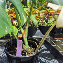 Load image into Gallery viewer, Monstera Borsigiana Albo Deliciosa, Exact Plant Variegated Ships Nationwide
