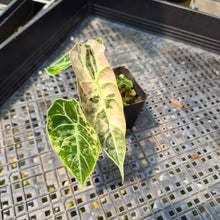 Load image into Gallery viewer, Alocasia Watsoniana Albo Pink variegated exact plant, Fedex 2day*
