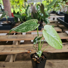 Load image into Gallery viewer, Monstera Deliciosa Mint Exact Plant Variegated Ships Nationwide

