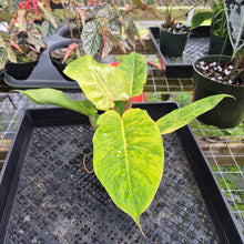 Load image into Gallery viewer, Philodendron Jungle Fever Mint, Exact Plant Variegated Ships Nationwide
