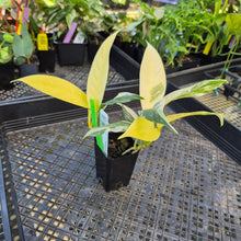 Load image into Gallery viewer, Rhaphidophora Lobbii, Exact Plant Variegated Ships Nationwide

