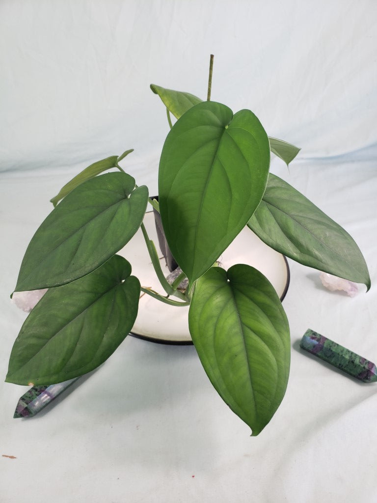 Chiapense, exact plant, Syngonium, ships nationwide