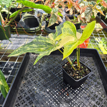 Load image into Gallery viewer, Anthurium Pterodactyl Variegated, Exact Plant Ships Nationwide

