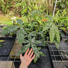 Load image into Gallery viewer, Pachira Aquatica Money Tree, Exact Plant Variegated Ships Nationwide
