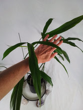 Load image into Gallery viewer, Philodendron Holtonianum, Exact Plant X-Large
