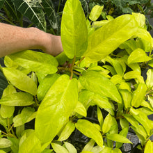 Load image into Gallery viewer, Philodendron Thai Sunrise Variegated 4" pot, Fedex 2day*
