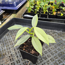 Load image into Gallery viewer, Philodendron Hastatum Silver Sword, Exact Plant Variegated Ships Nationwide
