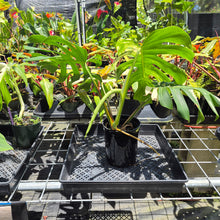 Load image into Gallery viewer, Monstera Borsigiana Albo Deliciosa, Exact Plant Variegated Ships Nationwide
