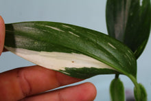 Load image into Gallery viewer, Variegated Monstera Standleyana Albo Exact Plant Ships nationwide
