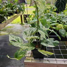 Load image into Gallery viewer, Epipremnum Pinnatum Marble, Exact Plant Variegated Ships Nationwide
