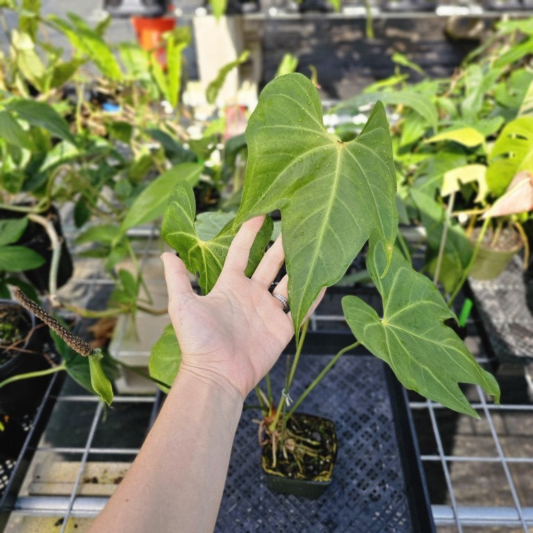 Anthurium Macrolobium, Exact Plant Ships Nationwide