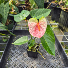 Load image into Gallery viewer, Anthurium Speckled Butterfly Shibori AFF Variegated exact plant, Fedex 2day*
