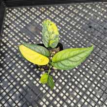 Load image into Gallery viewer, Monstera Siltepecana Aurea Variegated exact plant, Fedex 2day*
