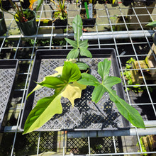 Load image into Gallery viewer, Philodendron Green Golden Dragon Variegated exact plant, Fedex 2day*
