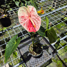 Load image into Gallery viewer, Anthurium Andraeanum Starlight Splash, Speckled exact plant, Fedex 2day*
