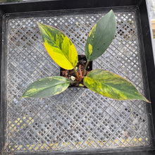 Load image into Gallery viewer, Philodendron Red Congo, Exact Plant Variegated Ships Nationwide
