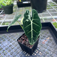 Load image into Gallery viewer, Alocasia Frydek, Exact Plant Variegated
