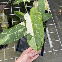 Load image into Gallery viewer, Philodendron Jose Buono Variegated exact plant, Fedex 2day*
