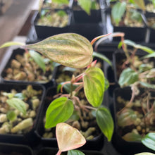 Load image into Gallery viewer, Philodendron Micans Mint Pink Variegated, 2.5” pot, Fedex 2 day*

