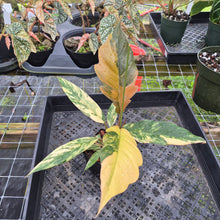 Load image into Gallery viewer, Philodendron Caramel Marble, Exact Plant Variegated Ships Nationwide
