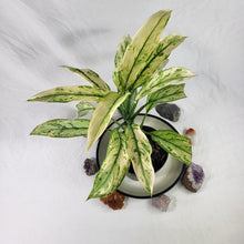 Load image into Gallery viewer, Aglaonema Ice Queen, Silver Queen, Exact Plant Variegated
