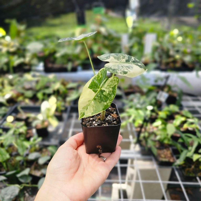 Alocasia Frydek, Exact Plant Variegated Ships Nationwide