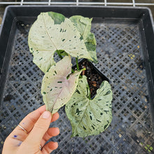 Load image into Gallery viewer, Syngonium Green Splash, Exact Plant Variegated Ships Nationwide
