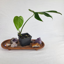 Load image into Gallery viewer, Monstera Sierrana Hawaii Clone 4" pot, Fedex 2day*
