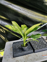 Load image into Gallery viewer, Dieffenbachia big ben, Exact Plant Ships Nationwide.
