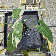 Load image into Gallery viewer, Philodendron Jose Buono, Exact Plant Variegated
