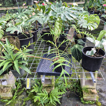 Load image into Gallery viewer, Philodendron Polypodioides, Exact Plant
