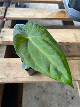 Load image into Gallery viewer, Anthurium (Ace of Spades DF x Kunayalense) x Pap FS 2.5" pot, Fedex 2day*
