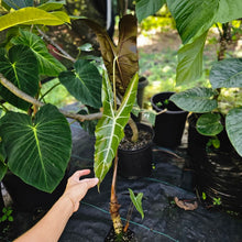 Load image into Gallery viewer, Alocasia Longiloba, Denudata, Exact Plant Large
