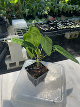 Load image into Gallery viewer, Anthurium Warocqueanum, Queen exact plant, Fedex 2day*

