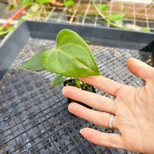 Load image into Gallery viewer, Anthurium Macrolobium, Exact Plant Ships Nationwide
