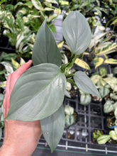 Load image into Gallery viewer, Philodendron Hastatum Silver Sword Wide Form 2.5" pot, Fedex 2day*
