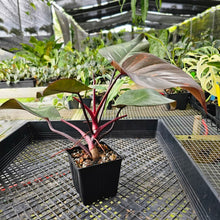 Load image into Gallery viewer, Philodendron Orange Princess, Exact Plant Variegated Ships Nationwide
