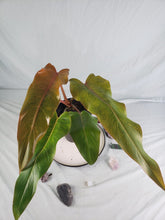 Load image into Gallery viewer, Orange Marmalade, exact plant, Philodendron, ships nationwide
