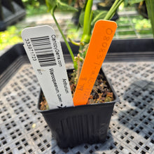 Load image into Gallery viewer, Anthurium Warocqueanum, Queen exact plant, Fedex 2day*
