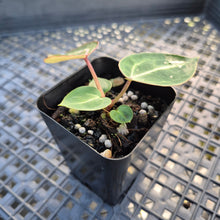 Load image into Gallery viewer, Anthurium doc block red crystallinum, Exact Plant Ships Nationwide
