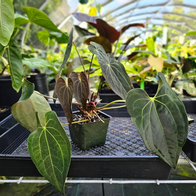 Anthurium Ace Of Spades X Papillilaminum, Exact Plant 5 top plant