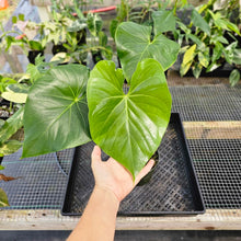 Load image into Gallery viewer, Anthurium Faustomirandae, Faustino&#39;S Giant, Exact Plant Ships Nationwide
