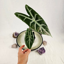 Load image into Gallery viewer, Alocasia Grandis, Exact Plant
