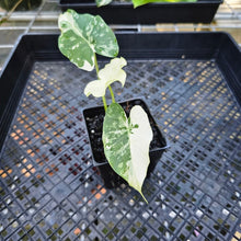 Load image into Gallery viewer, Alocasia Gageana Albo, Exact Plant Variegated
