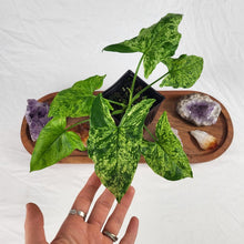 Load image into Gallery viewer, Syngonium Mojito, Exact Plant Variegated Ships Nationwide
