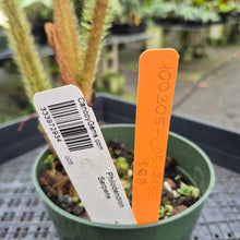 Load image into Gallery viewer, Philodendron Serpens exact plant, Fedex 2day*
