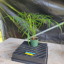 Load image into Gallery viewer, Philodendron Polypodioides, Exact Plant Ships Nationwide
