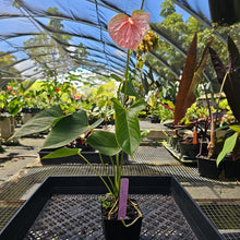 Load image into Gallery viewer, Anthurium Speckled Butterfly Shibori AFF, Exact Plant Variegated

